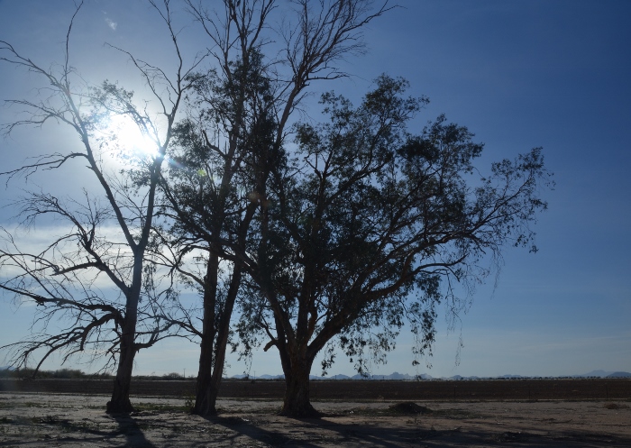 Trees silhouetted against the sun